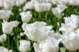 Holland Tulips #100daysofmiaprima