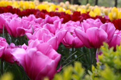Holland Tulips #100daysofmiaprima