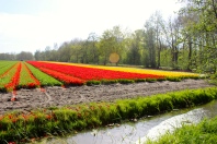 Holland Tulip Fields #100daysofMiaPrima